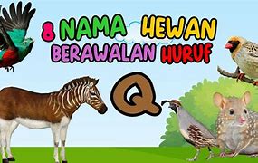 Nama Hewan Huruf F Bahasa Indonesia